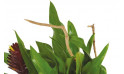 image du feuillage du panier de plantes Antho le Jardinier | Entrefleuristes