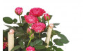 zoom sur le rosier de la coupe de plante le jardin d'italie | Entrefleuristes
