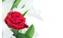 Zoom Rose Mystère de Roses, Bouquet linéaire | Entrefleuristes