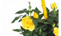 vue sur un rosier de couleur jaune | Entrefleuristes
