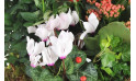 zoom sur un cyclamen de la coupe de plantes vertes et fleuries | Entrefleuristes