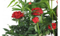 zoom sur un rosier rouge de la coupe de plantes vertes & fleuries | Entrefleuristes