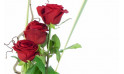  zoom sur trois roses rouge du bouquet de roses | Entrefleuristes