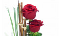 zoom sur deux roses rouges | Entrefleuristes