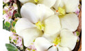 zoom sur un fleuron d'orchidée vanda du coeur en fleurs Douceur | Entrefleuristes