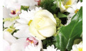 zoom sur une magnifique rose blanche | Entrefleuristes