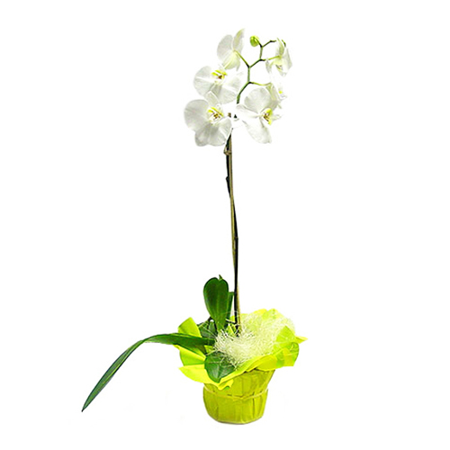 livraison Phalaénopsis blanche en pot 