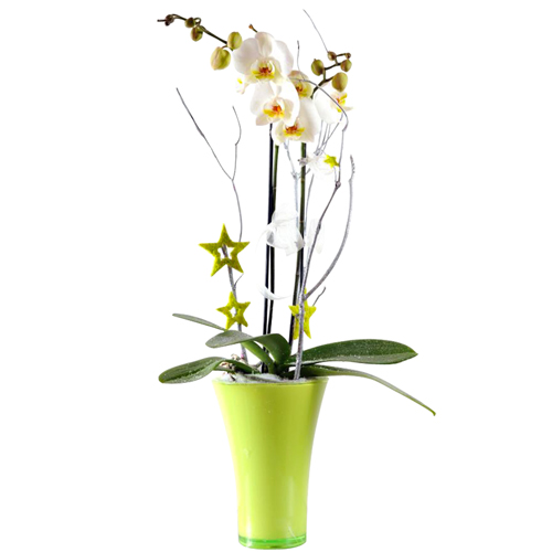 livraison orchidée déco moderne pour les fêtes