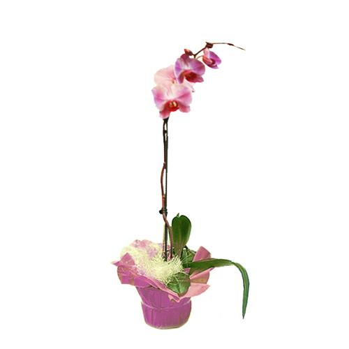 commande Orchidée en pot