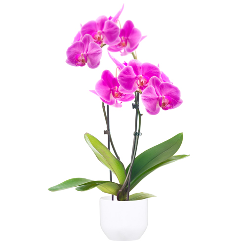livraison de plantes - image d'une orchidée rose/mauve double branches