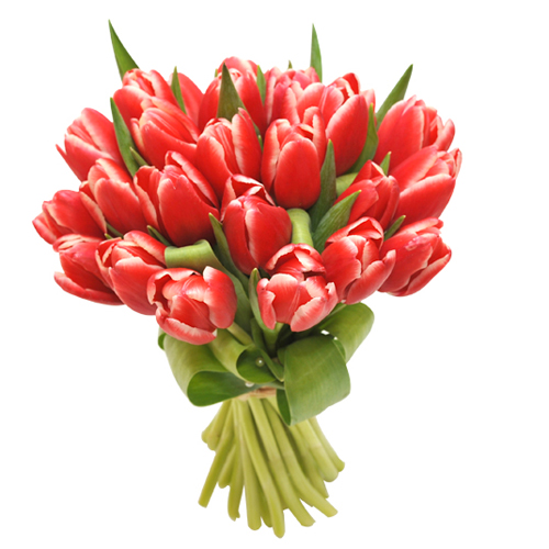 livraison tulipes rouges qualité extra en 4h