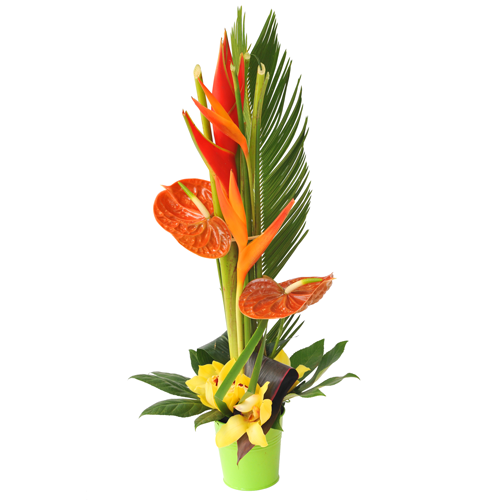 composition_fleurs_exotique_avec_anthurium,_oiseau_du_paradis_et_cymbidium_ou_orchidee