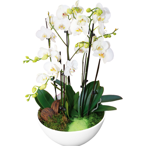 Superbe Composition d'orchidées blanches