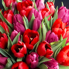 bouquet tulipes rouges et mauves Te Quiero