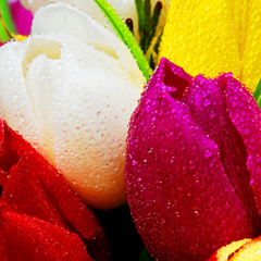 livraison bouquet de tulipes Arlequin en Fleurs