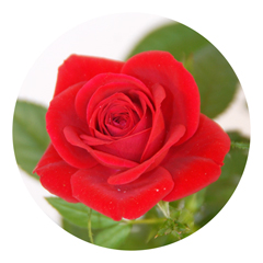 Livraison Bouquet géant de roses rouges Rose rouge courte tige
