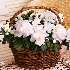 livraison  PLANTE FLEURIE azalée blanche Azalée en Fleurs