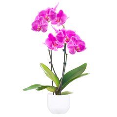 livraison de plantes - image miniature d'une orchidée rose/mauve double branches