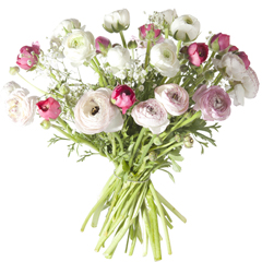livraison bouquet renoncules  rose et blanches en 4h