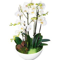 Coupe d'orchidées blanches qualité extra