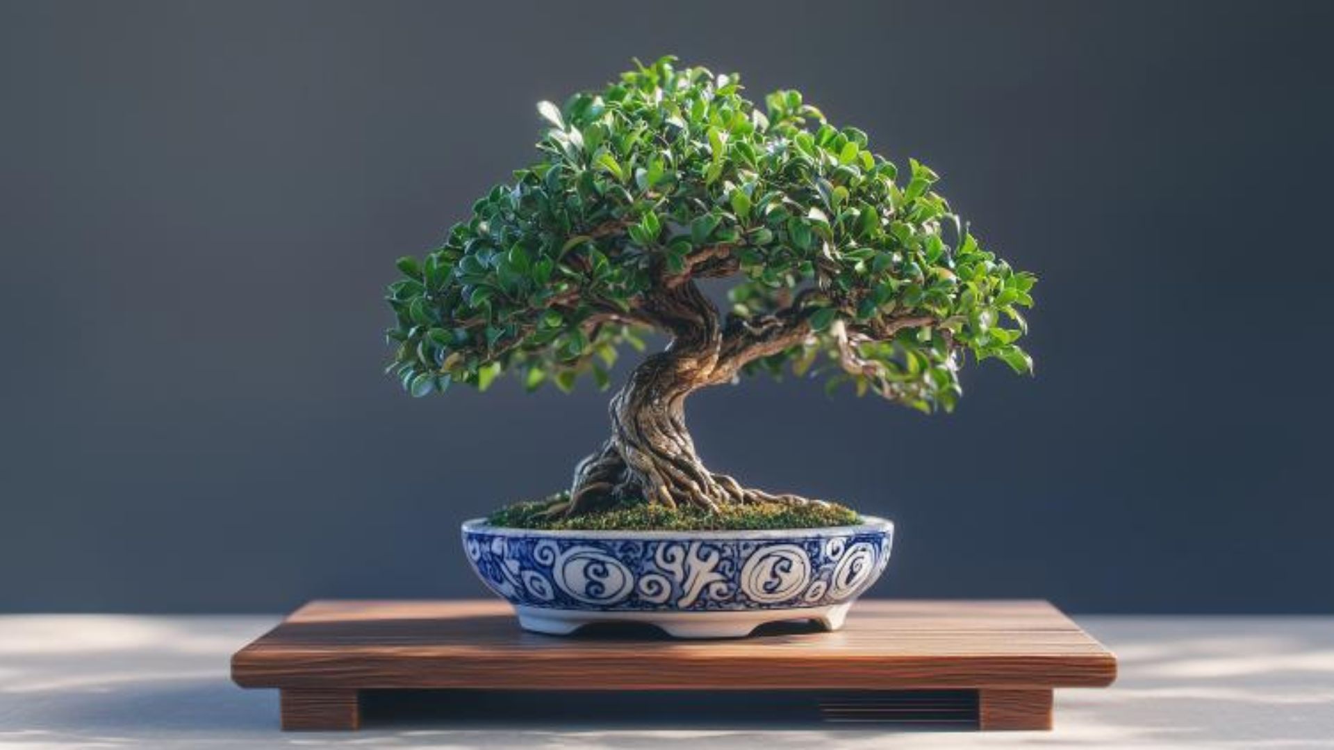 plante d'intérieur offerte en cadeau d'anniversaire