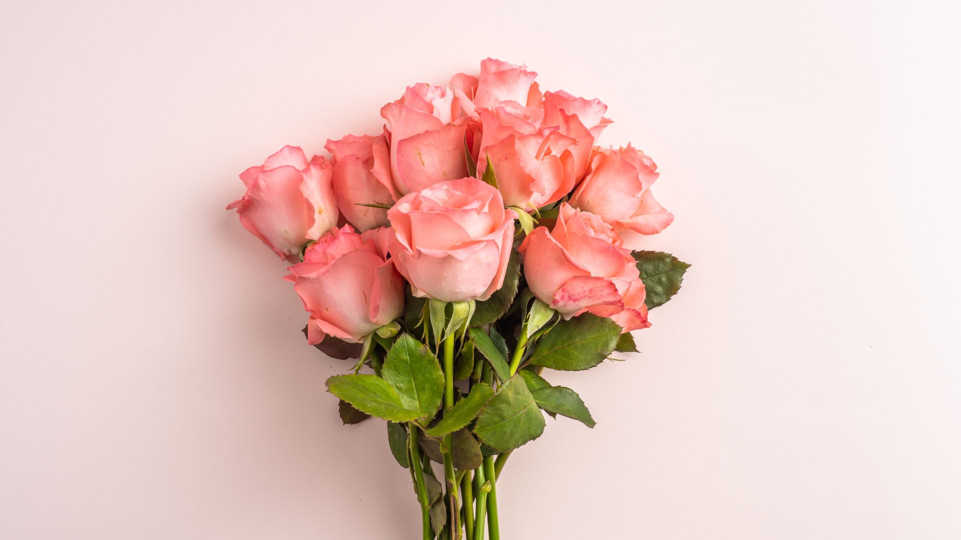 Roses fraîches de différentes couleurs avec leurs significations