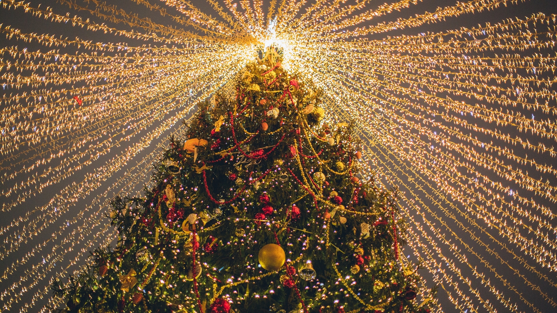 Astuces de conservation du sapin naturel arrosage et entretien