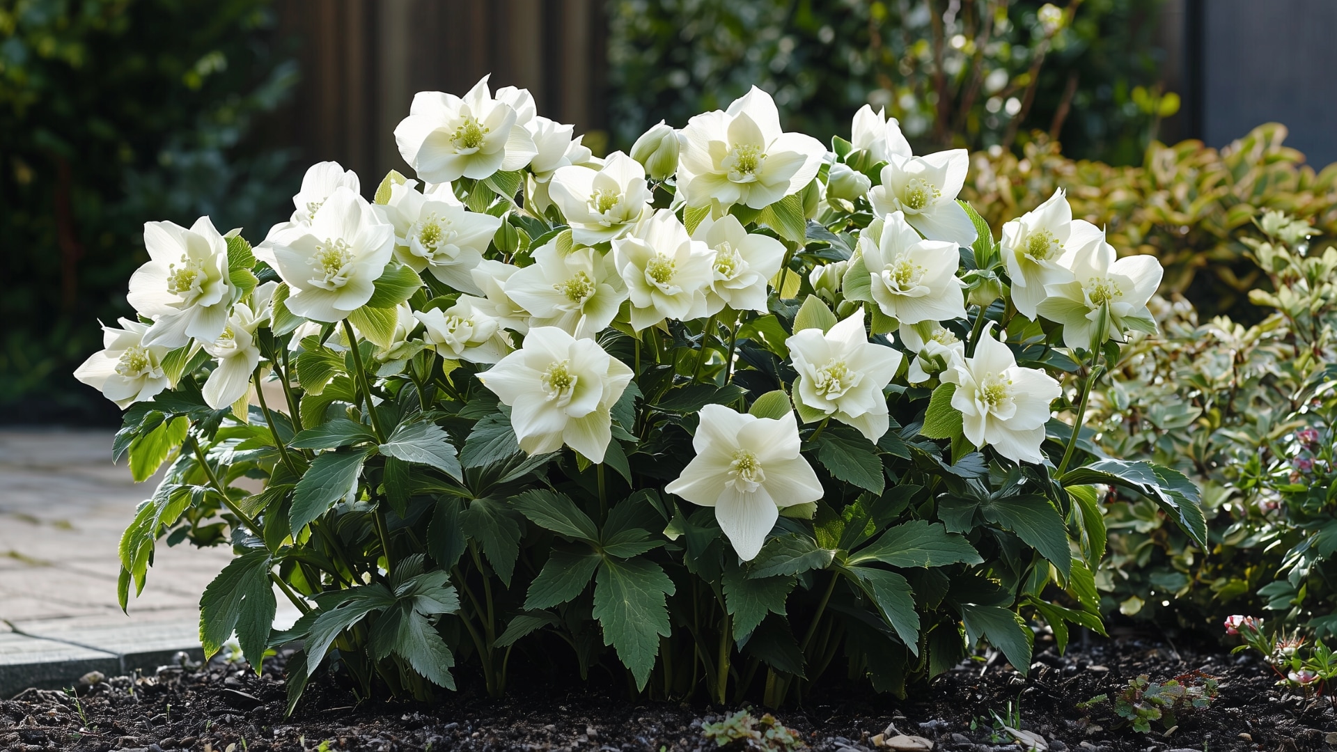 Comment faire fleurir une rose de Noël à l'intérieur comme à l'extérieur — free download